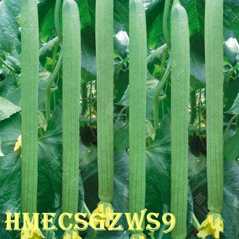 Hạt giống mướp hương quả dài  Tỷ lệ nảy mầm lên đến 90% 10h