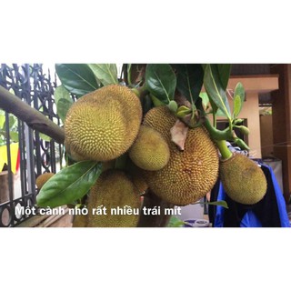 CÂY GIỐNG MÍT TA ( MÍT MẬT, MÍT DAI ) SIÊU QUẢ, SIÊU NGON, NGỌT, THƠM