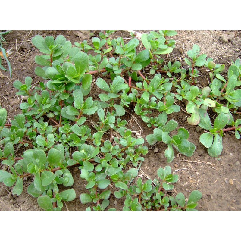 Hạt giống sâm đất  - 0.5 gr