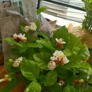 Cây lài ta cánh kép thơm