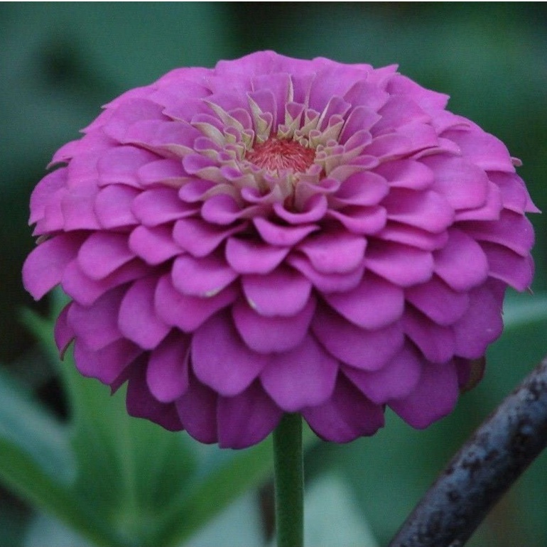 HẠT GIỐNG HOA CÚC Zinnia Seeds - Purple Prince'- Bướm và Chim ruồi yêu chúng!