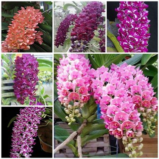 COMBO 3 CÂY GIỐNG LAN ĐAI CHÂU