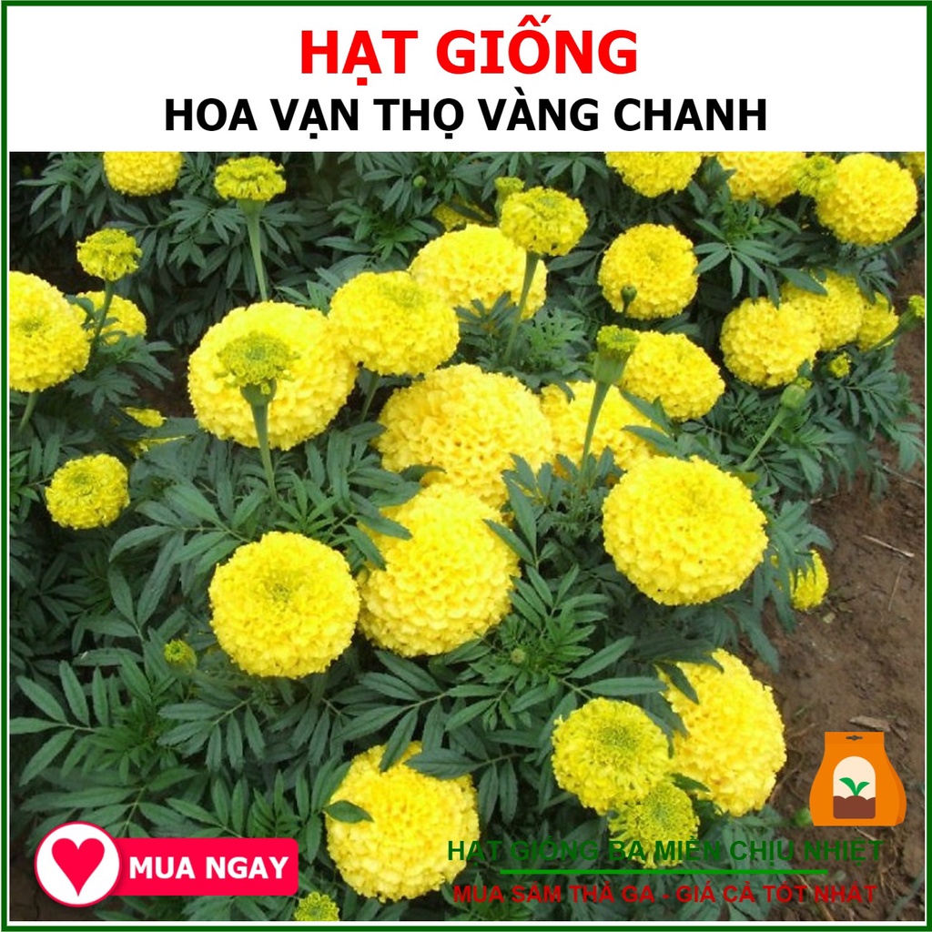 20H - Hạt Giống Hoa Vạn Thọ Nhiều Màu Dễ Trồng