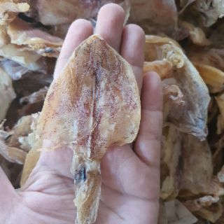 MỰC ĐỒNG TIỀN 1CON MINI
