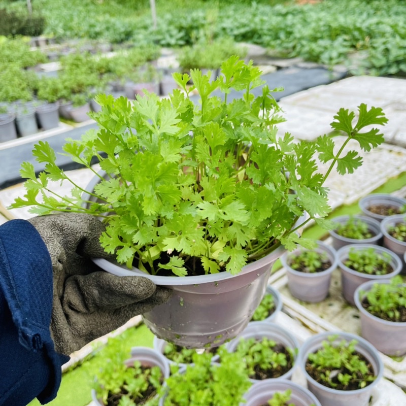 Cây Giống Ngò Rí