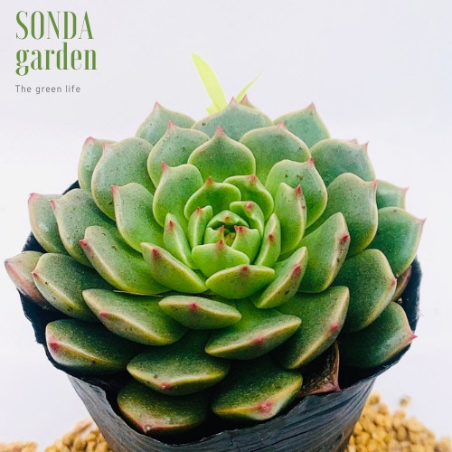 Sen đá ruby lá ngắn SONDA GARDEN size bé 5-8cm, xuất xứ Đà Lạt, khoẻ đẹp, lỗi 1 đổi 1