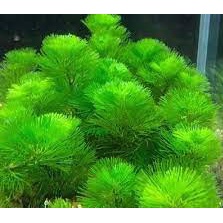 Cây thủy sinh rong la hán trồng thẳng 20 nhánh CTS014