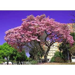 CÂY GIỐNG CÂY KÈN HỒNG(CÂY CHUÔNG HỒNG)