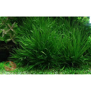 Lá Sả Chanh Mộc Sắc