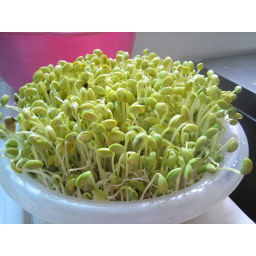 100g đỗ tương làm mầm đậu nành – đỗ tương quê hạt mẩy đẹp
