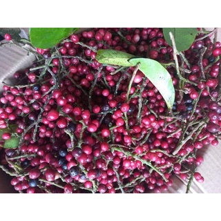 Cây Giống chòi mòi