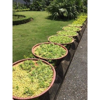Hũ 300gr Hoa Đu Đủ Đực Phơi Khô Sạch