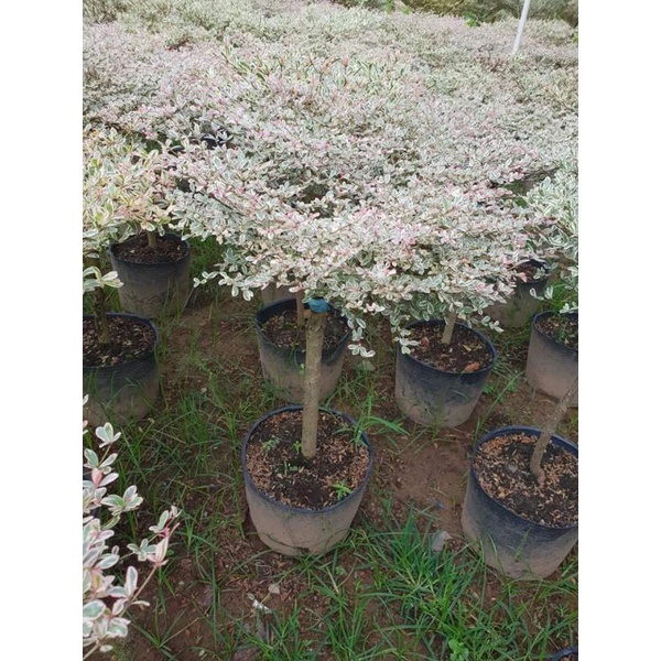 cây bàng cẩm thạch