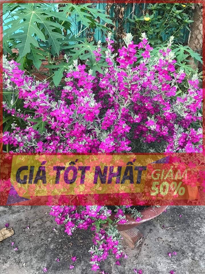 chậu cây TUYẾT SƠN PHI HỒNG, chậu to như ảnh, hoa cực đẹp hoa từ gốc đến ngọn, CAM KẾT CHUẨN CÂY