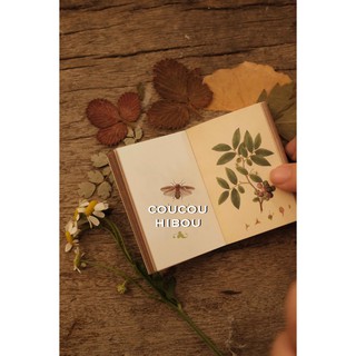 Mini Book: sổ lá cỏ 100 trang