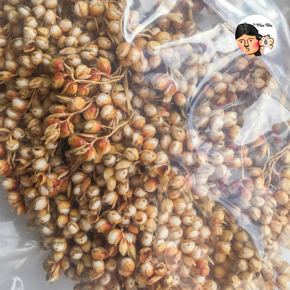 Cành nguyên hạt bo bo trắng cho Hamster