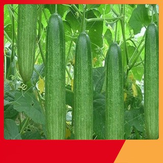 Hạt Giống Dưa Chuột Nếp Ta