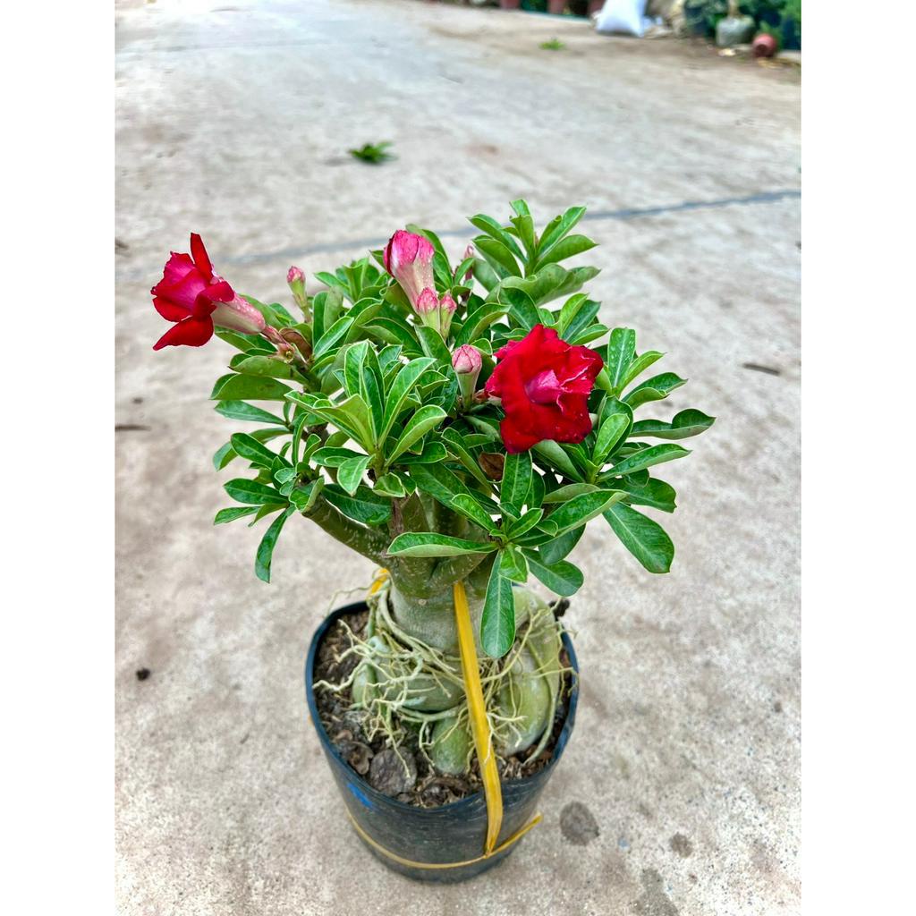 Cây hoa sứ thái trưởng thành đủ màu (ảnh thật)