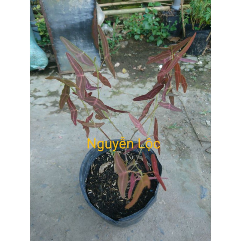 Cây cánh bướm - Hoa kiểng Nguyễn Lộc- Cây giống chất lượng cao