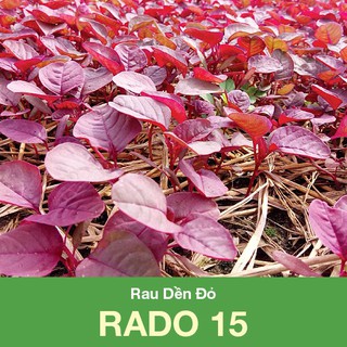 Hạt giống rau dền đỏ - 10gram