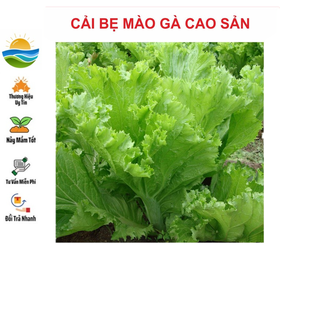 Hạt giống cải mào gà 10gr ~4000 hạt