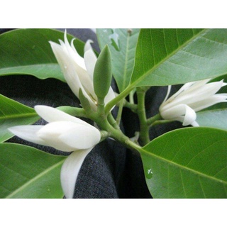 Cây hoa ngọc lan trắng đang nụ cao 70 đến 80cm