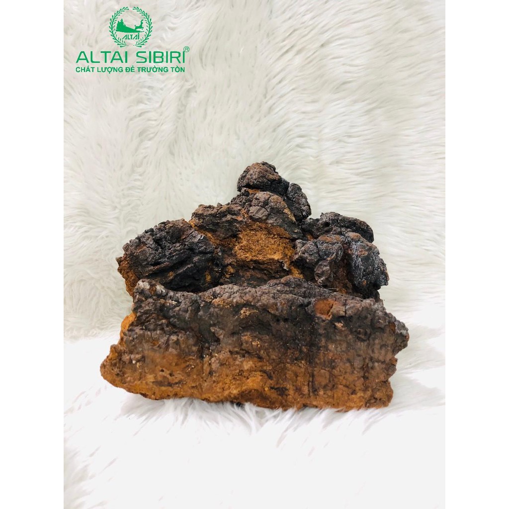 Nấm Chaga Altai sibiri_ Hàng nhập khẩu chính ngạch Liên Bang Nga
