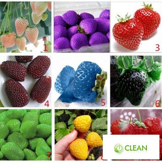 Gói 50 hạt giống dâu tây Mix nhiều màu
