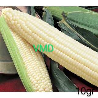 Hạt giống Bắp Nếp Dẻo