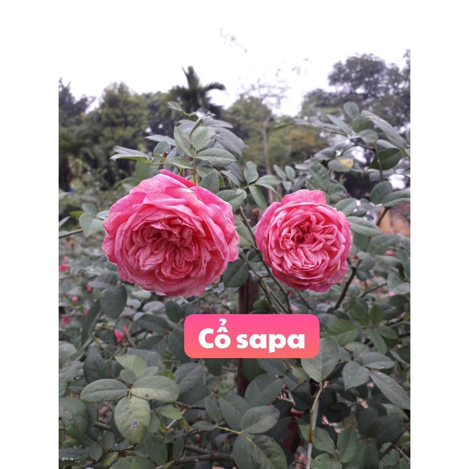 Hoa hồng cổ Sapa hàng chuẩn giâm cành không bán gốc già