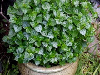 Hạt giống Rau Càng Cua RADO cao cấp, nảy mầm mạnh, dễ chăm sóc