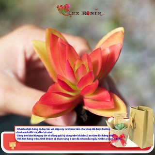 [Hot sale] SEN ĐÁ TỨ PHƯƠNG