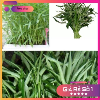 HẠT GIỐNG RAU MUỐNG LÁ TRE 50 GRAM LUCKY.VN