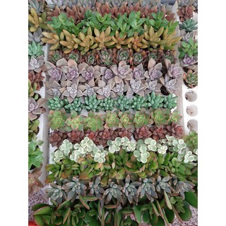 Combo 2 vỉ (210 cây) sen đá size vỉ 3-5 cm