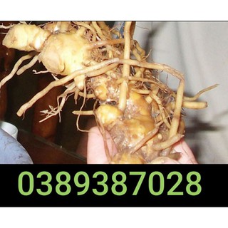 gừng gió rừng,1kg