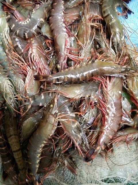 Mắm tép chưng thịt bề bề tôm sú thiên nhiên: Cam kết sạch, ngon, không chất bảo quản | BigBuy360 - bigbuy360.vn