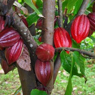 Bột cacao nguyên chất