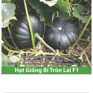 Hạt giống bí đỏ tròn lai f1 dễ trồng, thơm ngon 1gr