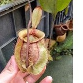 Cây nắp ấm N.mirabilis winged x  green