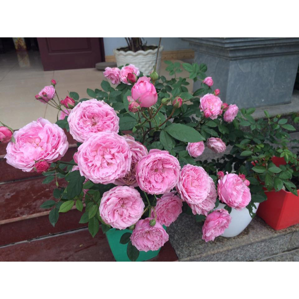 Hoa hồng ngoại Miyako rose – Hoa hồng Nhật màu hồng tuyệt đẹp-Hoangoaimelinh