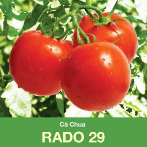 Cà Chua RADO 29