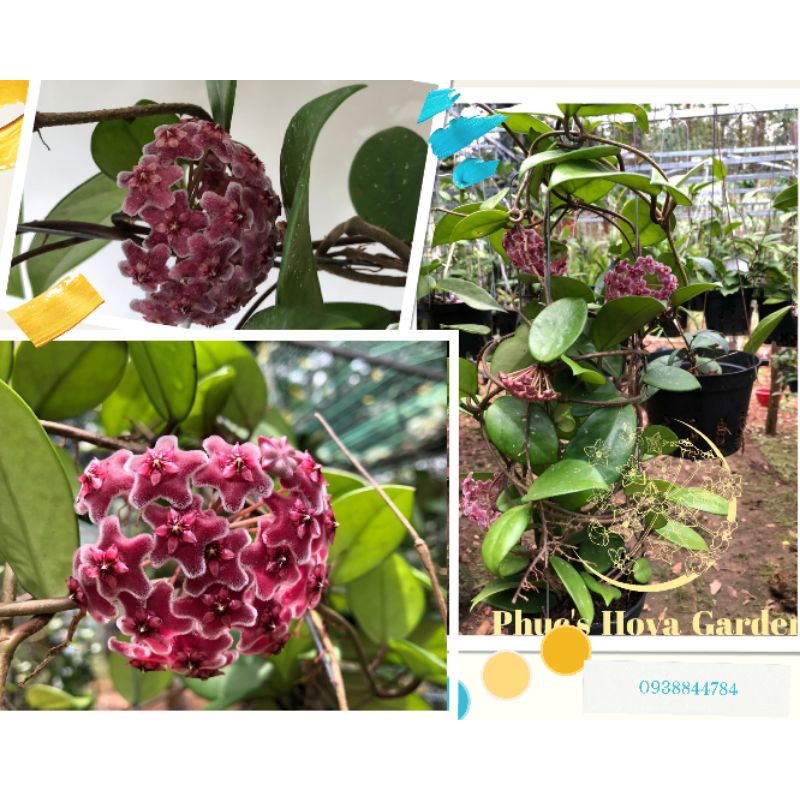 Chậu hoa Cẩm cù Canosa pnik new size lớn có còi, nụ hoặc hoa