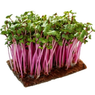 Hạt giống rau mầm đỏ (củ cải đỏ) Thuận Điền