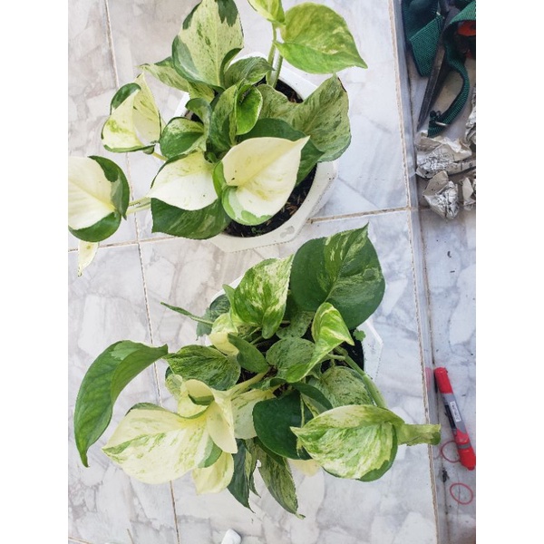 Cây trầu bà Trầu Bà Manjula Pothos