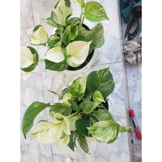 Cây trầu bà Trầu Bà Manjula Pothos(tặng kèm phân bón)