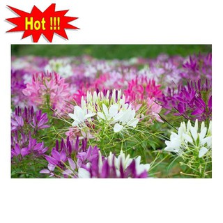 Hạt giống Hồng ri (50 hạt nhiều màu)
