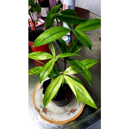 Trúc nữ hoàng.gửi cây hình cuối