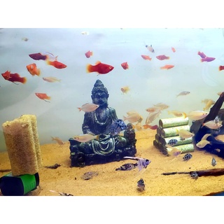 Artemia tách vỏ thức ăn cho cá con