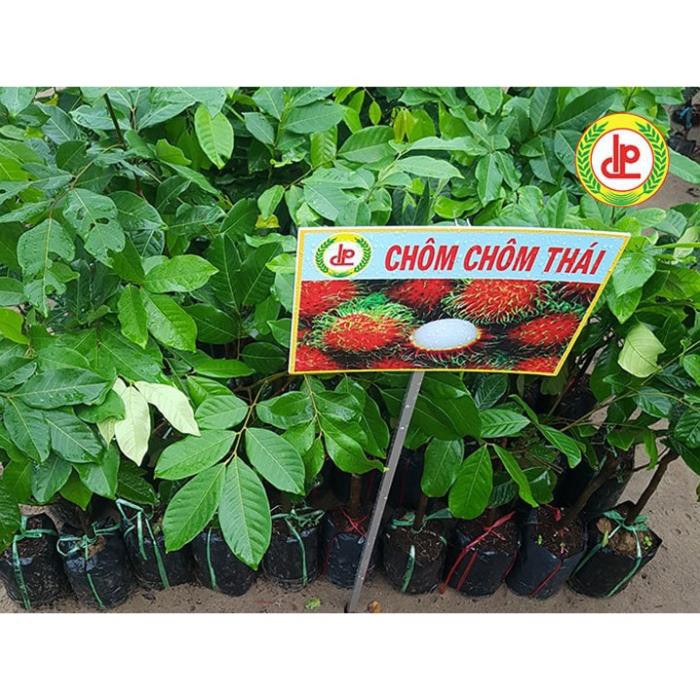 Cây chôm chôm thái
