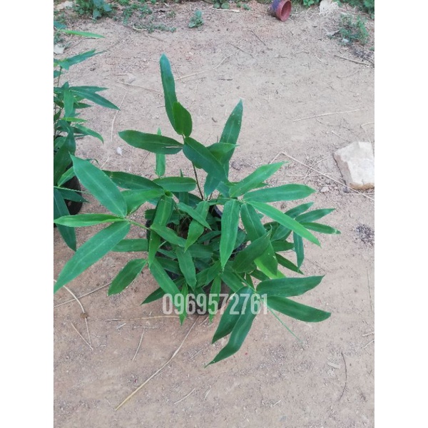 Giống cây tre lay - đặc sản tây bắc
